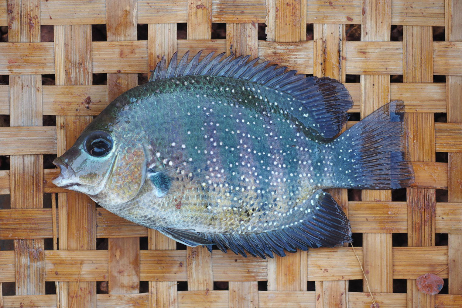 Pearlspot fish